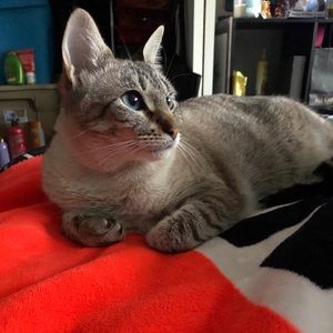 Meet your Posher, Amoni